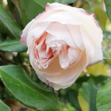 Casa Vacanze Mainardi Con Giardino 아파트 리치오네